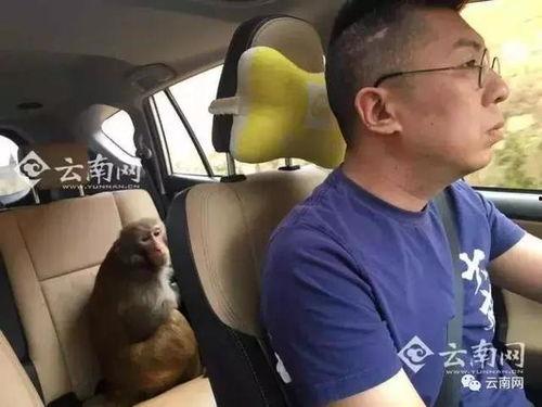 网友爆料瘦猴子视频,网友热议其减肥秘诀